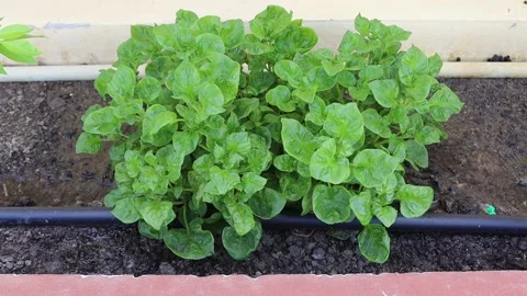 Drip irrigation system flowing to watercress Stock Footage 140369718