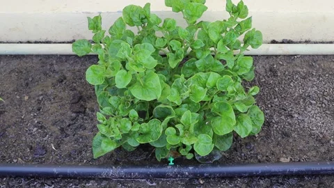 Drip irrigation system flowing to watercress Video stock 140369829
