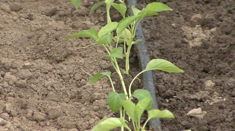 Drip irrigation system Stock Footage 39673059