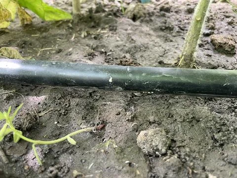 Drip irrigation system in garden field Stock Photos