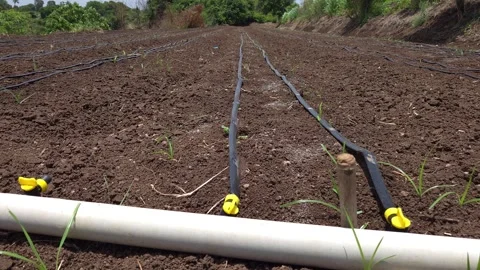 Drip irrigation system installed in an agricultural field. Black lateral lines w Stockbeeldmateriaal 336855645