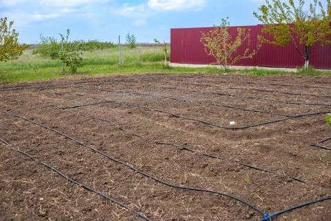A drip irrigation system is installed in a field ready for planting Stock Photos