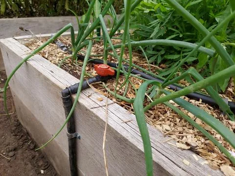 Drip irrigation system installed in the vegetable garden. automatic irrigat.. Stock Photos