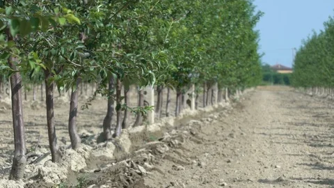 Drip irrigation system in orchard Stock Footage 125990433
