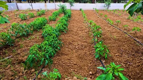Drip Irrigation System in Organic Vegetable Garden with Tomato and Pepper Stock Footage 339980598