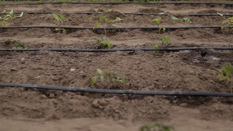 Drip Irrigation System Plants. Stock Footage 130065701