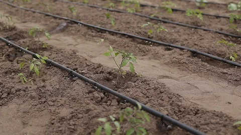 Drip Irrigation System Plants. Stock Footage 130065833