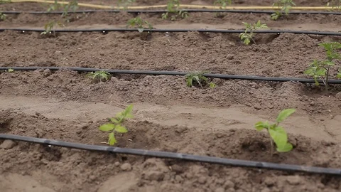 Drip Irrigation System Plants. Stock Footage 130065834