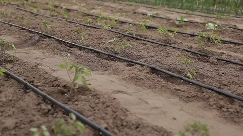 Drip Irrigation System Plants. Stock Footage 130065847