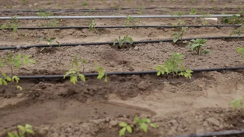 Drip Irrigation System Plants. Stock Footage 130065848