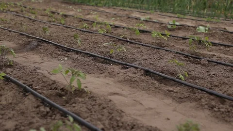Drip Irrigation System Plants. Stock Footage 130065850