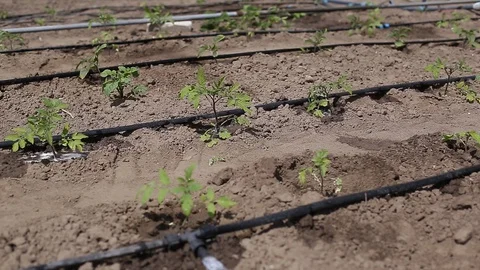 Drip Irrigation System Plants. Stock Footage 130065871