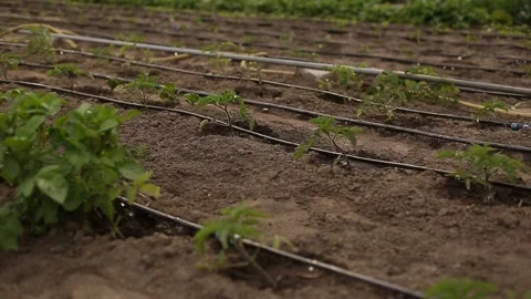 Drip Irrigation System Plants. Stock Footage 131008898