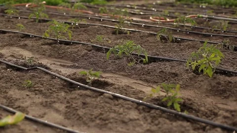 Drip Irrigation System Plants. Stock Footage 131008946
