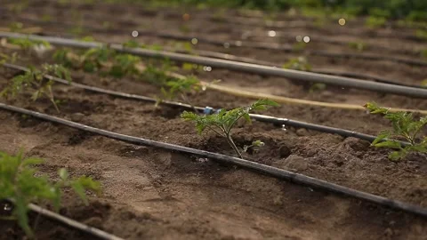 Drip Irrigation System Plants. Stock Footage 131008960