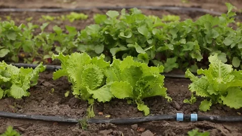 Drip Irrigation System Plants. Stock Footage 131009138