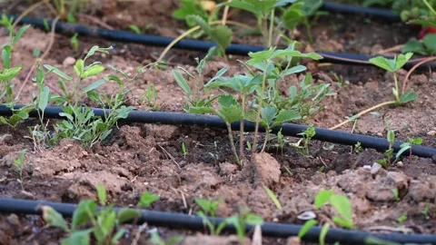 Drip irrigation system at strawberry field Stock Footage 132219115
