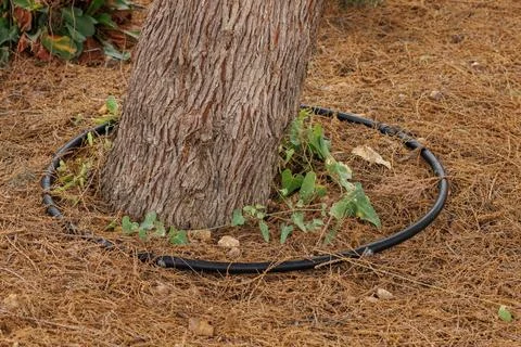 Drip irrigation system for trees in the gardens of El Hondo Natural Park Stockfoto's