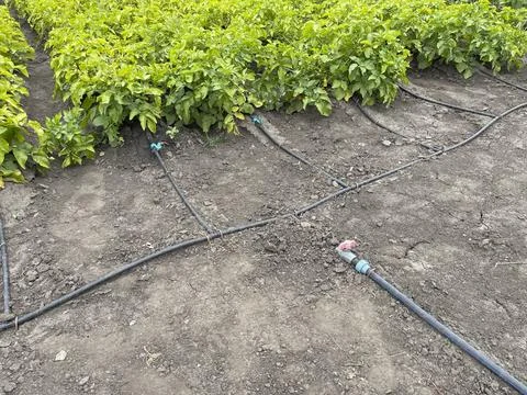 Drip irrigation system in vegetable garden Stock Photos