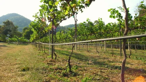 Drip irrigation system for vineyards Video stock 264085863