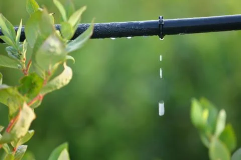 Drip Irrigation System, Water Conservation 스톡 사진