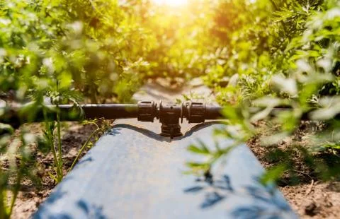 Drip irrigation system. Water saving drip irrigation system Stock Photos