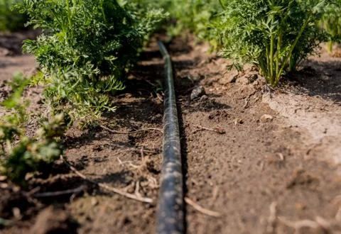 Drip irrigation system. Water saving drip irrigation system Stock Photos