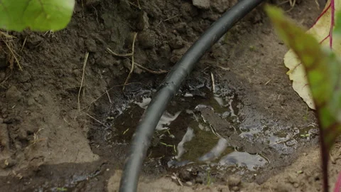 Drip Irrigation System Watering Garden Plants and Soil in Agriculture Stock-Footage 342389476
