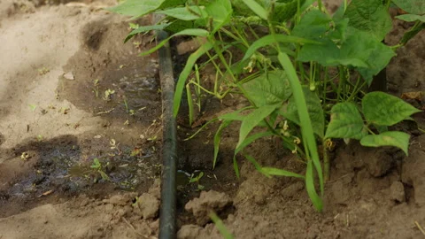 Drip Irrigation System Watering Green Bean Plants in a Vegetable Garden 動画素材 342389450
