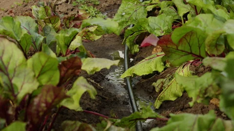 Drip Irrigation System Watering Green Beet Plants in Organic Garden Soil 스톡 동영상 342389923