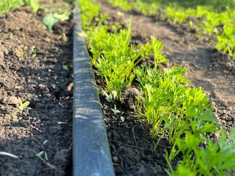 Drip irrigation system watering growing carrots in garden bed Stock Photos