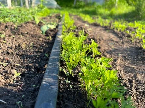 Drip irrigation system watering growing carrots in garden bed Stock Photos