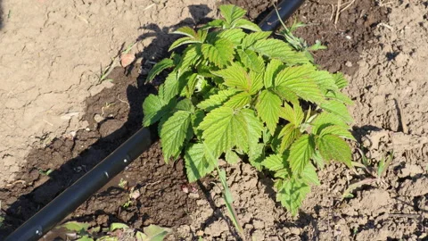 Drip irrigation system watering a young raspberry plant growing in a fertile fie Stock Footage 334025886