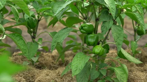 Drip irrigation  technology in capsicum farming Vídeo Stock 224866843