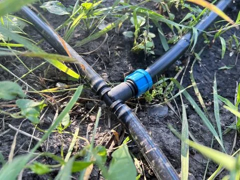 Drip irrigation tee. Black long pipe lies and tee adapter in dug-out earth Stock Photos