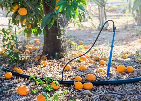 Drip irrigation under a tree with tangerines in citrus orchard Stock Photos