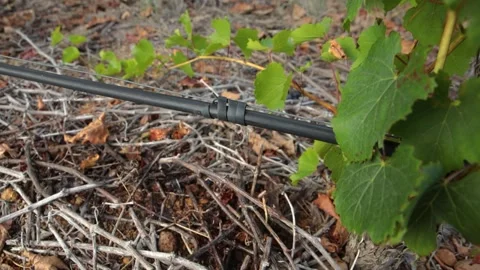 Drip Irrigation in a vineyard Stock Footage 162454868
