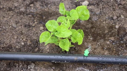 Drip irrigation water system flowing to watercress tree in the garden Stock Footage 140869957