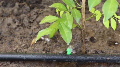 Drip irrigation water system flowing to the tree in the garden Stock Footage 140870532