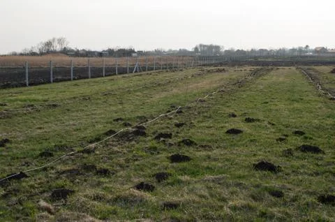 Drip Irrigation of Young Fruit Trees Stock Photos