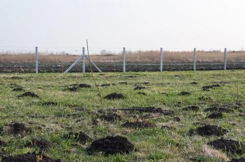 Drip Irrigation of Young Fruit Trees Stock Photos
