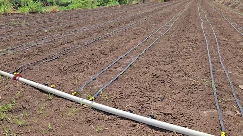 Drip lines run along the field soil, delivering water directly to plants. This s Vídeos de archivo 336488832
