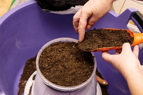 Drip soil from spatula into seedling pot Stock Photos
