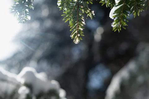 Drip on a tree bough Stock Photos