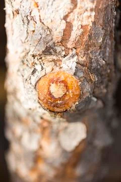 Drip of tree sap oozing down a cut off branch Stock Photos