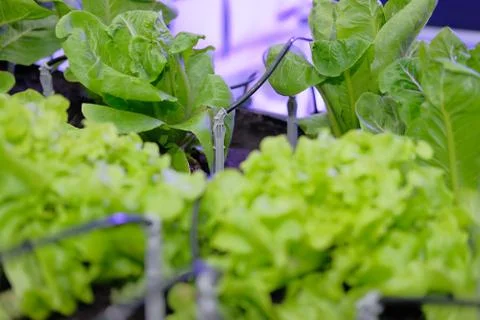 Drip water irrigation system with vegetable growing in greenhouse Stock Photos