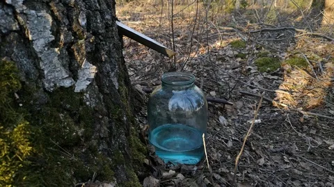 Dripping birch sap in a jar Stock Footage 106033372
