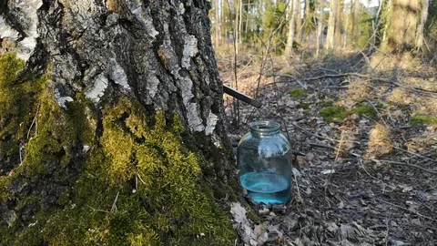 Dripping birch sap in a jar Stock Footage 106033442