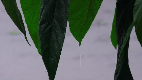 Dripping Giant Leaf. Highlights around Bali 스톡 동영상 100793087