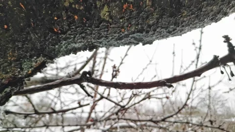 Dripping icicles from bark of tree in slow motion. Thaw in winter. Early spring Stock Footage 228284112